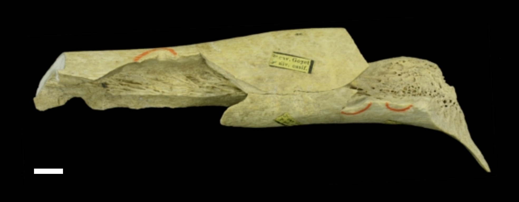 Neandertal femur fragment (Goyet Q56-1), from which a new high-coverage genome was sequenced.